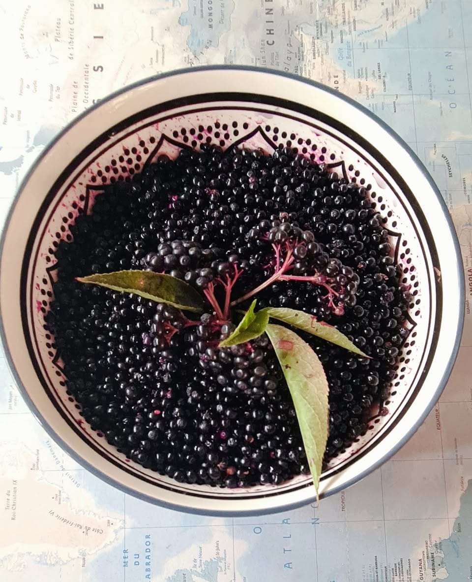 You are currently viewing Cueillette et sirop maison 🌿✨️